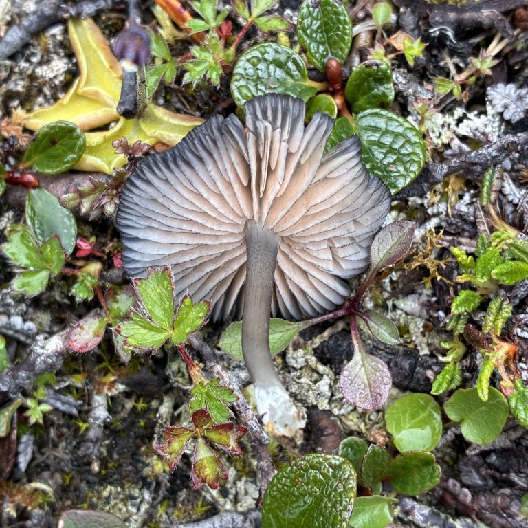 Mørktannet rødspore (Entoloma serrulatum). Foto: Thomas Holm Carlsen