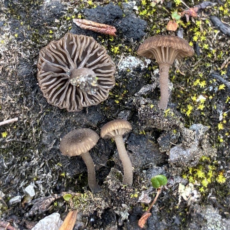 Dunnavlesopp (Arrmenia velutipes) er en av de mange små, brune soppene. Den er veldig liten, bare 1-2 cm, med dunete stilk. Foto: Thomas Holm Carlsen