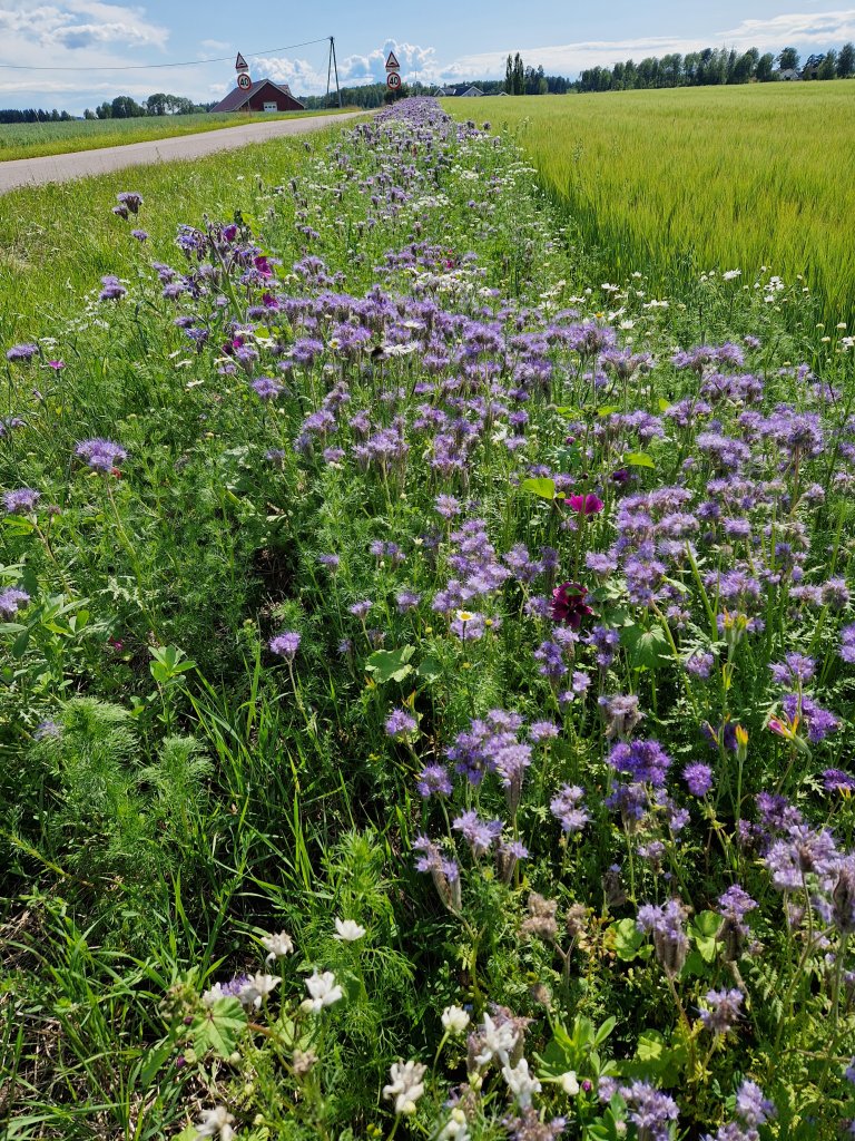 Pollinatorstripe. Foto: Pia Borg