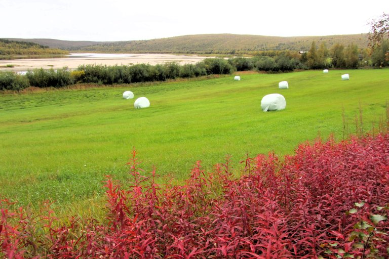 I et samisk jordbruk har det vært viktig å tilpasse seg et tidvis krevende klima i nord, samt det lokale naturgrunnlaget med de ressurser som fantes. Foto: Michael Angeloff