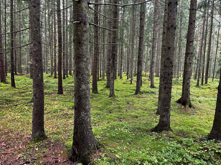 KI gir oss muligheten til å gå fra å forvalte hele bestanden eller hele skogen til å forvalte enkeltplanter, sier Stefano Puliti. Foto: Georg Mathisen