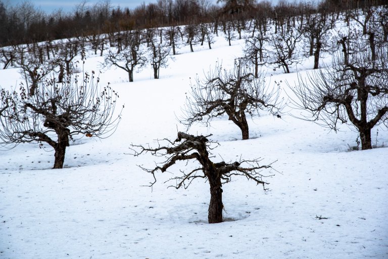 Frukthage på Ås. Foto: Dag Aamlid