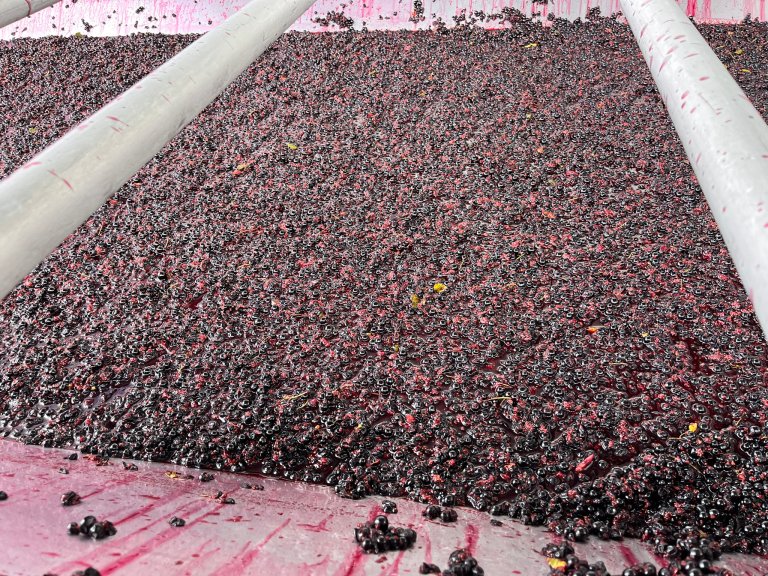 I dag brukes solbær hovedsakelig til industrielle formål. Det meste går til saft, syltetøy, gelé og marmelade. Foto: Anne Linn Hykkerud