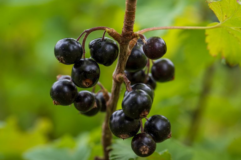 Solbær (Ribes nigrum) er en hardfør art som vokser naturlig nord til Trøndelag, med enkelte forvillede forekomster enda lenger nord. Foto: Dan Aamlid