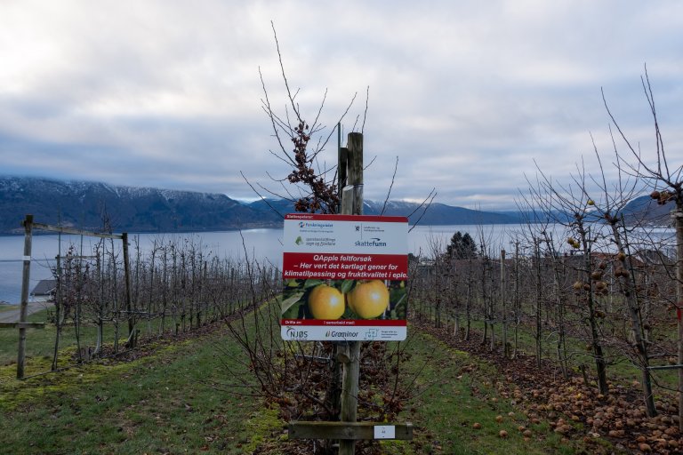 Njøs frukt- og bærsenter er nasjonalt foredlingssenter for norske frukt- og bærsortar, og utfører oppdraget for Graminor. Her blir også levande plantemateriale frå 284 unike sortar av frukt og bær tatt vare på i felt. Foto: Hege Ulfeng