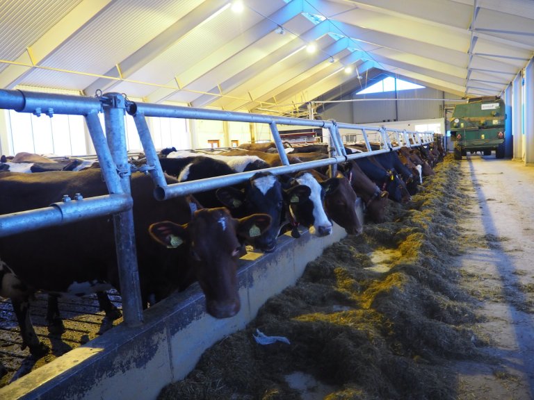 Mjølkeproduksjon er den største produksjonsgreina i trønderlandbruket med over 1200 føretak og meir enn 44 000 kyr. Foto: Berit J. Sølberg