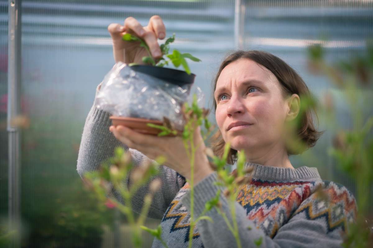 Anne Muola checking kålmøll at Klimalabben_bild Hannu Aaltonen