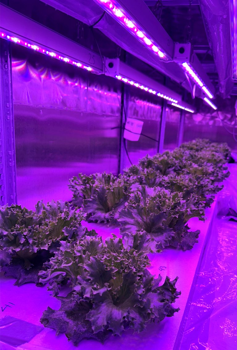Den kunstige belysningen i vertikale produksjon gjør det mulig å dyrke grønnsaker gjennom vinteren. Der har norsk produksjon på friland sine naturlige begrensninger. I godt isolerte bygninger kan varmetapet reduseres, samtidig som vekstforholdene holdes stabile. Foto: Dmitry Kechasov