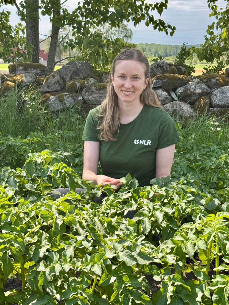 Potetrådgjevar Eng er jamleg ute i potetåkrane i Østfold og Akershus gjennom heile vekstsesongen med mål om å oppdage potensielle farar. Foto: Siri Elise Dybdal