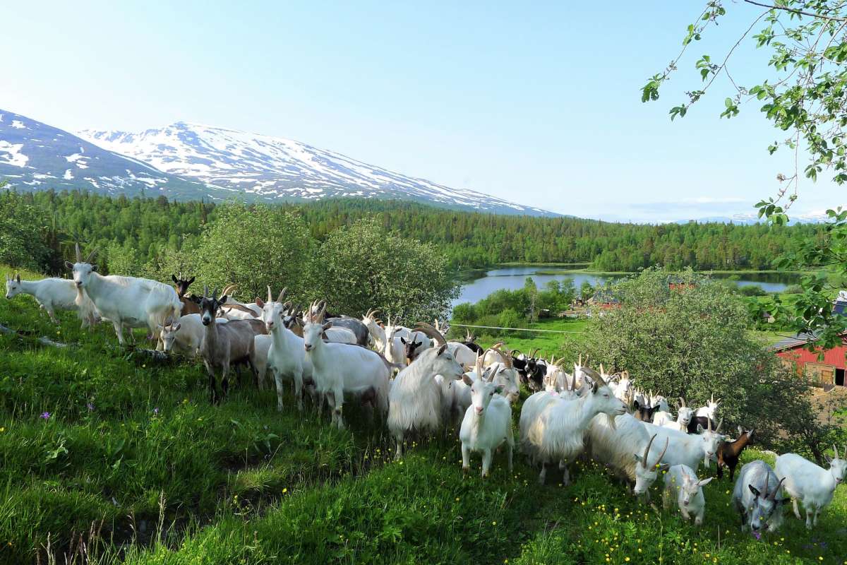 Geiter i Hatfjelldal_Foto Kjersti Kildahl_cropped