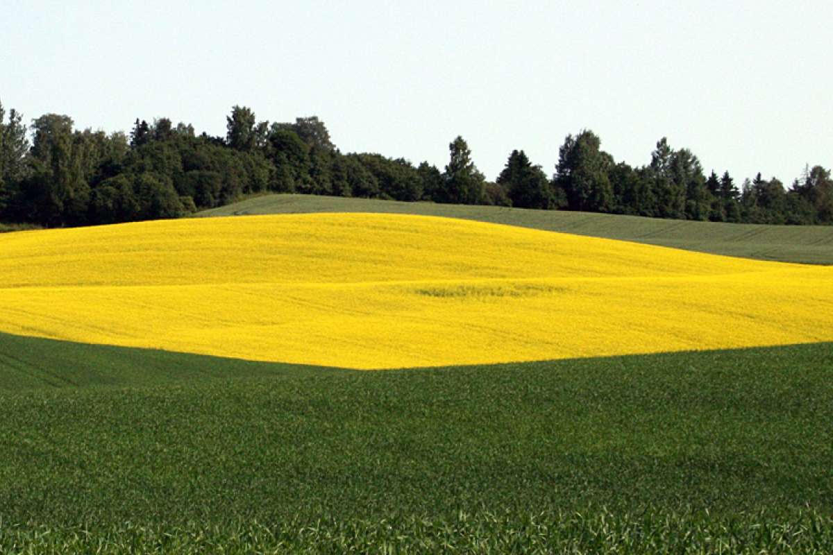 Vekstskifte oljevekster Romerike Unni Abrahamsen_cropped.jpg