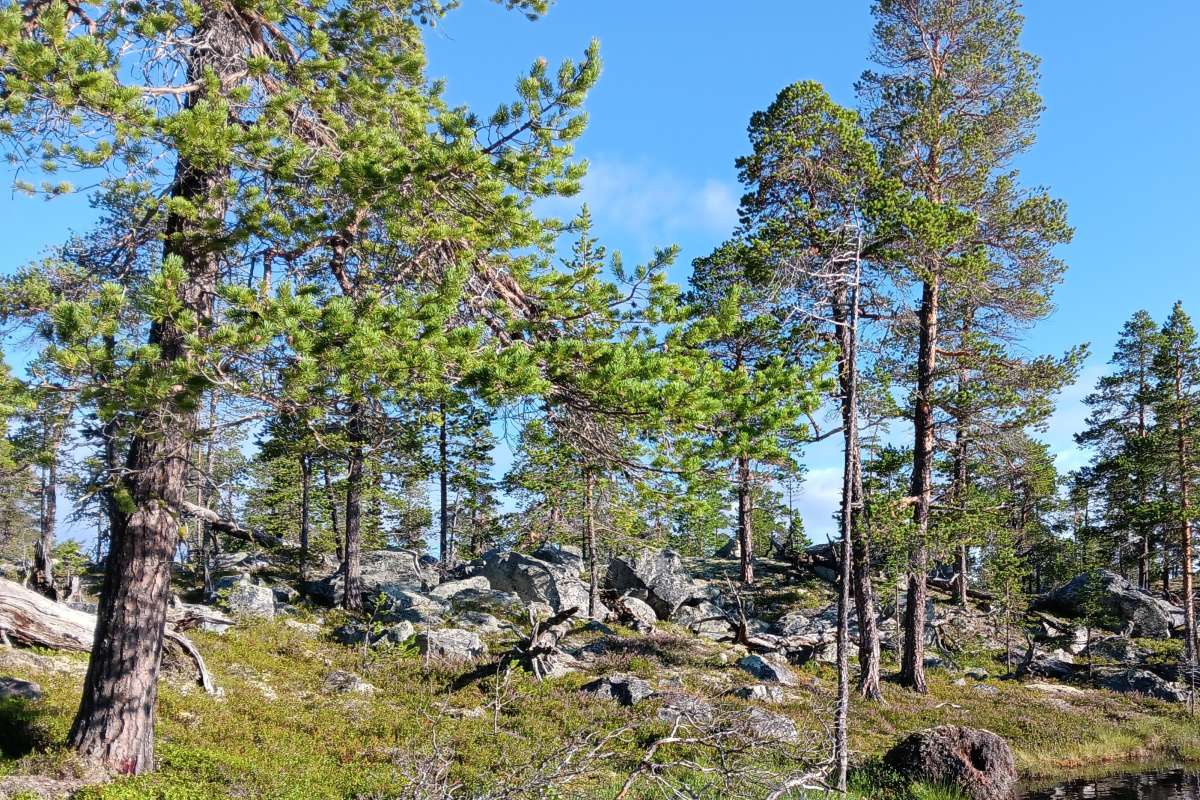 Urskogsnær skog i Innlandet - Foto Anders Røkkum - NIBIO_cropped