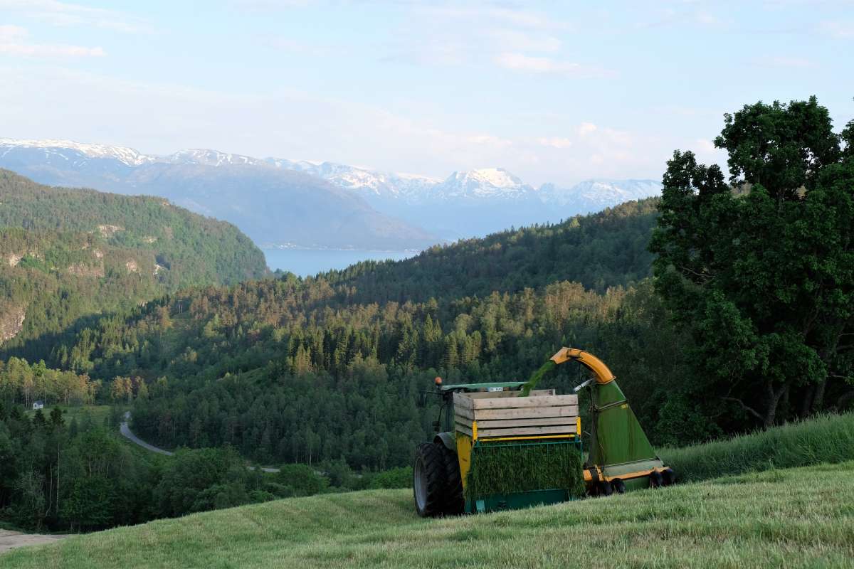 Kveldsslått i bratt terreng, Strandebarm i Hardanger, tidlegare Hordaland. Foto_Kjersti Kildahl