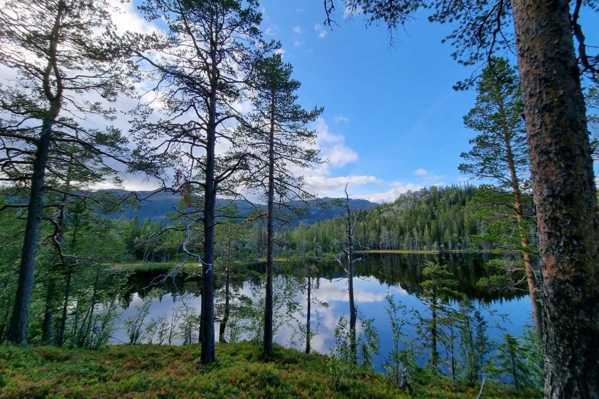 Innsjø og gamle trær - Foto Eivind Handegard - NIBIO