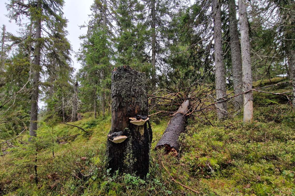 Gammel naturskog Skotjernfjell_2 - Foto Ulrika Jansson Asplund - NINA