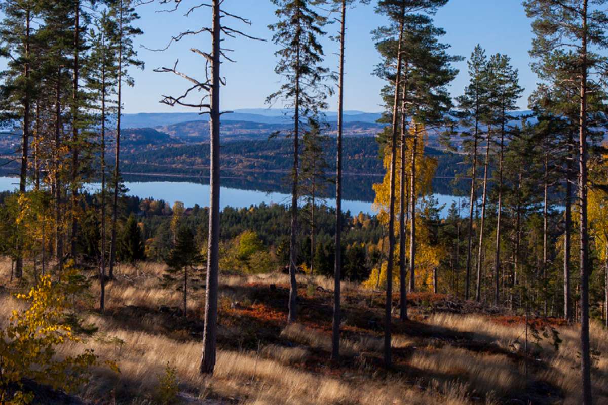 Hvor høye er hogstmodne trær i norge