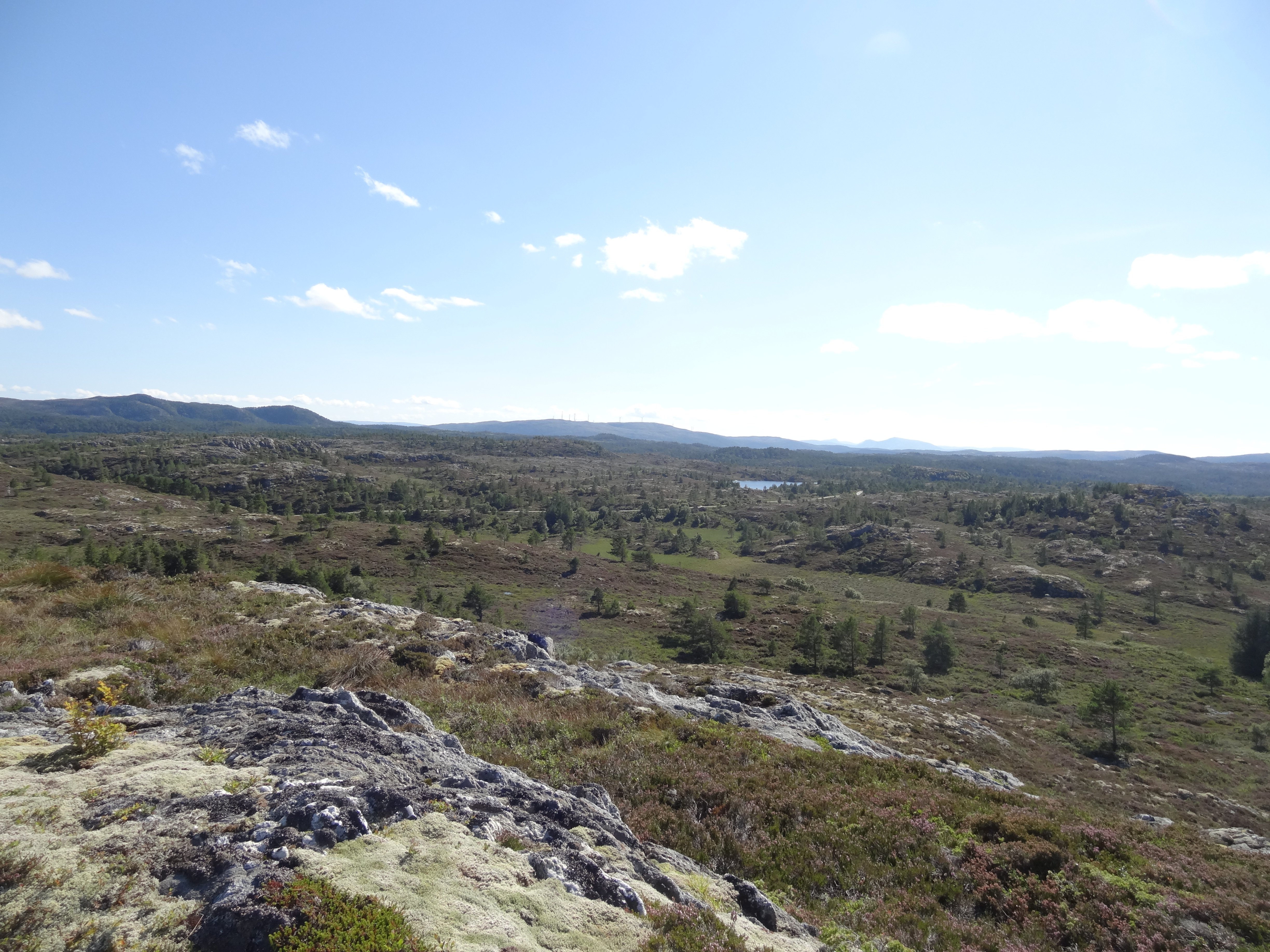 Kystlynghei_Line Johansen