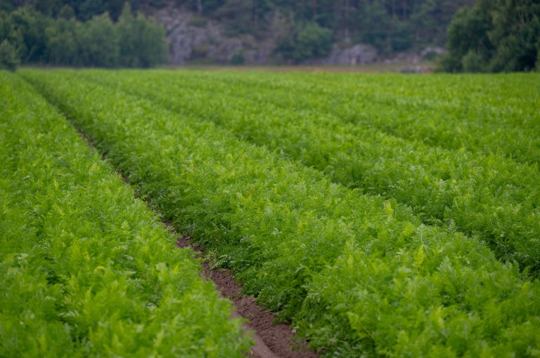 I følgje tal frå Statistisk Sentralbyrå blei det i 2022 i snitt brukt kjemiske plantevernmiddel på 97,4 % av arealet brukt til produksjon av gulrot i Noreg. Foto: Erling Fløistad