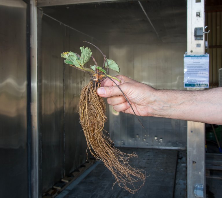 Å behandle planter med vassdamp har vist seg å kunne vera eit effektivt tiltak mot ulike soppsjukdommar og skadeinsekt. På biletet er ei jordbærplante som har blitt behandla i ein PlanteSauna. Foto: Erling Fløistad