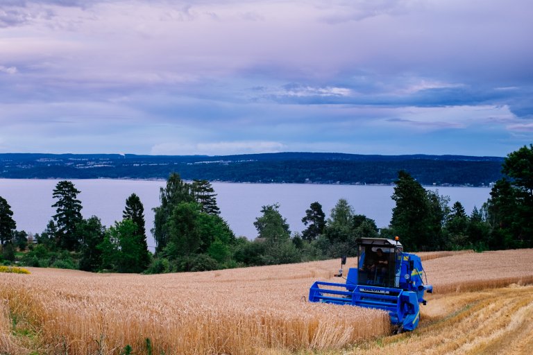 Tresking av korn. Foto: Ragnar Våga Pedersen