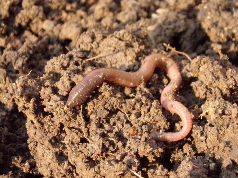 earthworm-g076a8072f_1920.jpg