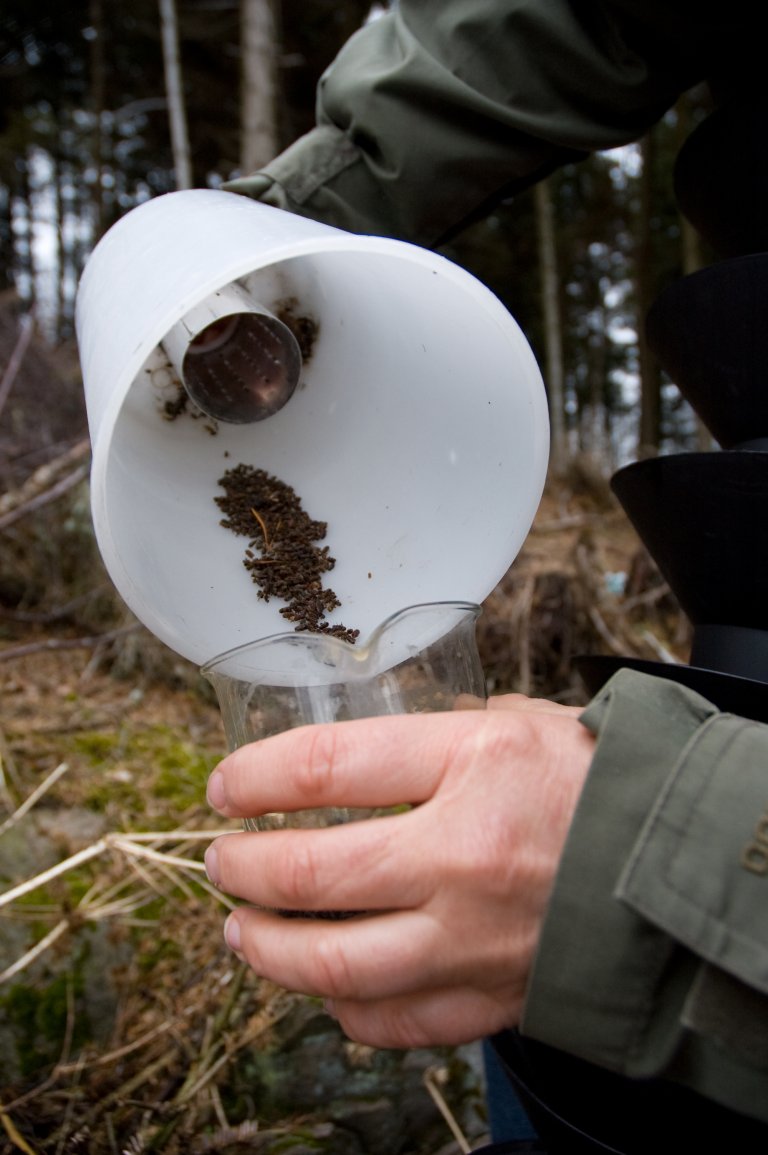 Norge har i dag en egen barkbilleovervåking der det settes ut flere hundre feller for barkbiller som blir tømt og telt gjennom sommerhalvåret. Det finnes dessuten et tidlig-varslingssystem (Early Detection System) basert på satellittbilder, som oppdateres annenhver dag. Dette systemet skal i prinsippet gjøre det mulig for skogeierne å gå ut og rydde i skogen om det er barkbilleangrep. Foto: Lars Sandved Dalen