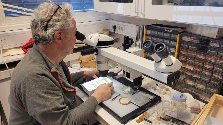 Spesialrådgiver Torstein Kvamme studerer barkbiller fra NIBIOs samlinger. Foto: Morten Günther