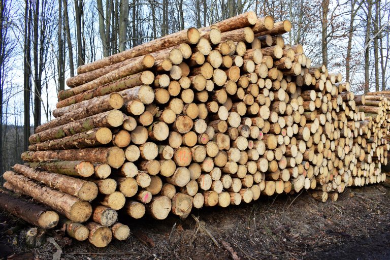 Trær høstet etter barkbilleangrep sør i Tsjekkia. Foto: matunka / iStock