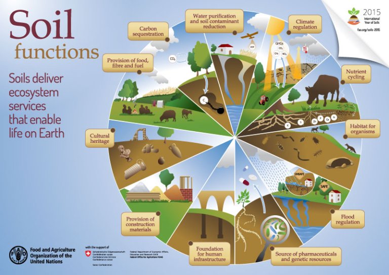 FAO-Infographic-IYS2015-soilfunctions-en.jpg
