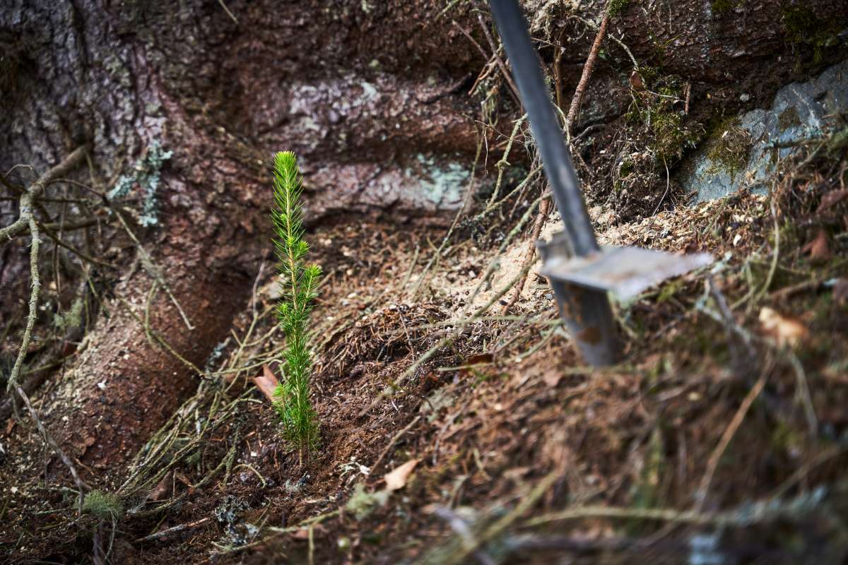 Skogplanting 2 - Fotograf Kristoffer Wittrup - Allskog