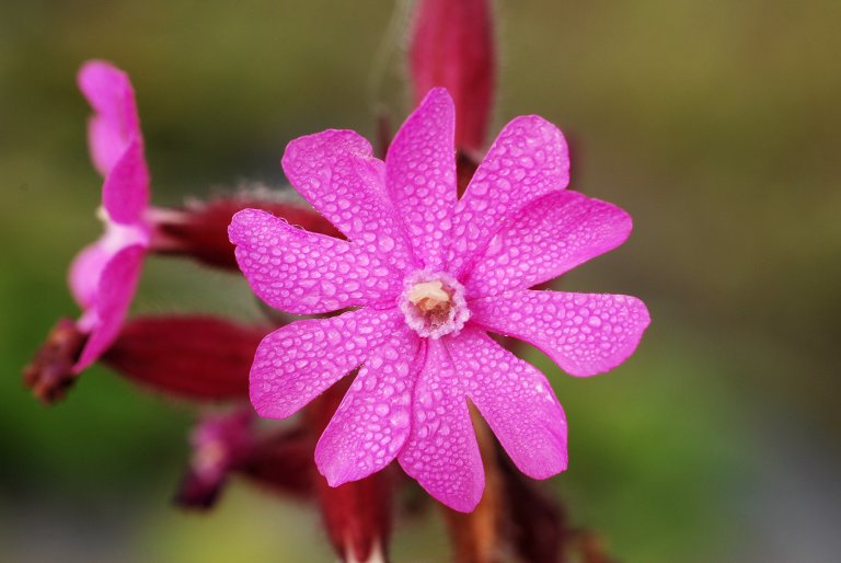 Rød jonsok blom Foto Ove Hetland.jpg