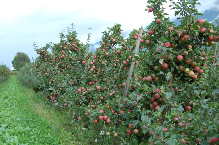 Etter et godt år i 2021 gikk jordbruksinntekten ned med 17 prosent for frukt- og bærprodusentane i 2022. Foto: Finn Måge