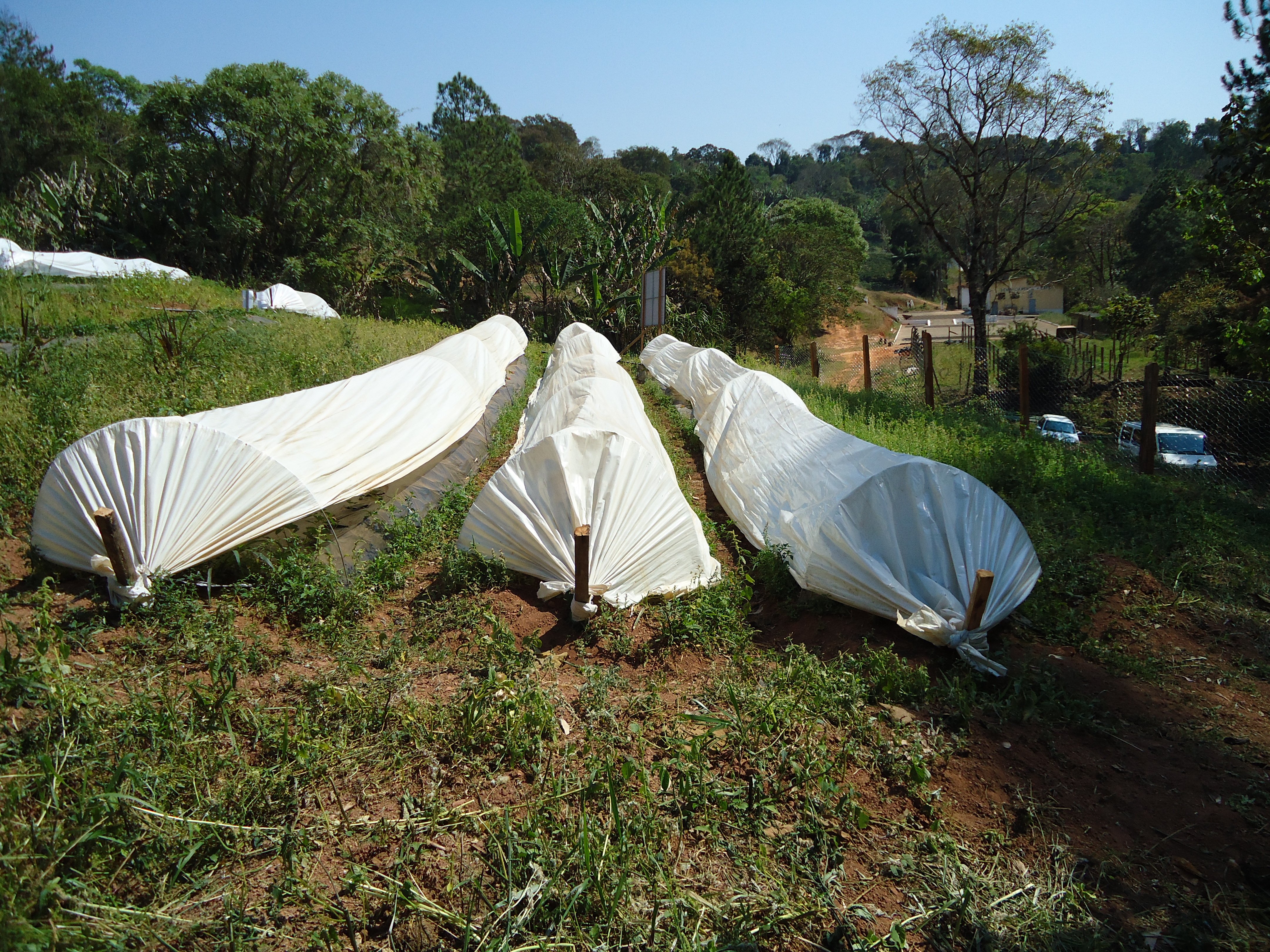 3 Low plastic tunnels in the BERRYSYS strawberry field in Minas Gerais in Brazil Photo Ingeborg Klingen