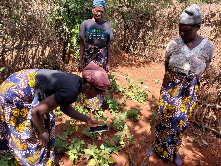 AI-assistenten Nuru har lært seg å diagnostisere fleire sjukdomar og skadedyr i maniok, mais, potet, kaffi, bananar, bønner og kveite (blant andre). No blir han kalibrert for å bli brukt i Malawi, med fokus på dei prioriterte avlingane i prosjektet: maniok, bananar, jordnøtter, mais og tomat. Foto: Plant Village