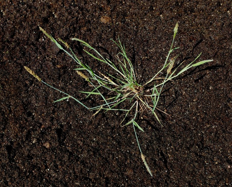 Knereverumpe er en konkurransedyktig grasart som starter veksten tidlig og som kan vokse på jord med høy grunnvannstand fordi den har et grunt rotsystem. Den har lav fôrverdi, i første omgang på grunn av at den gir liten avling sammenlignet med kulturgaset. Foto: Erling Fløistad