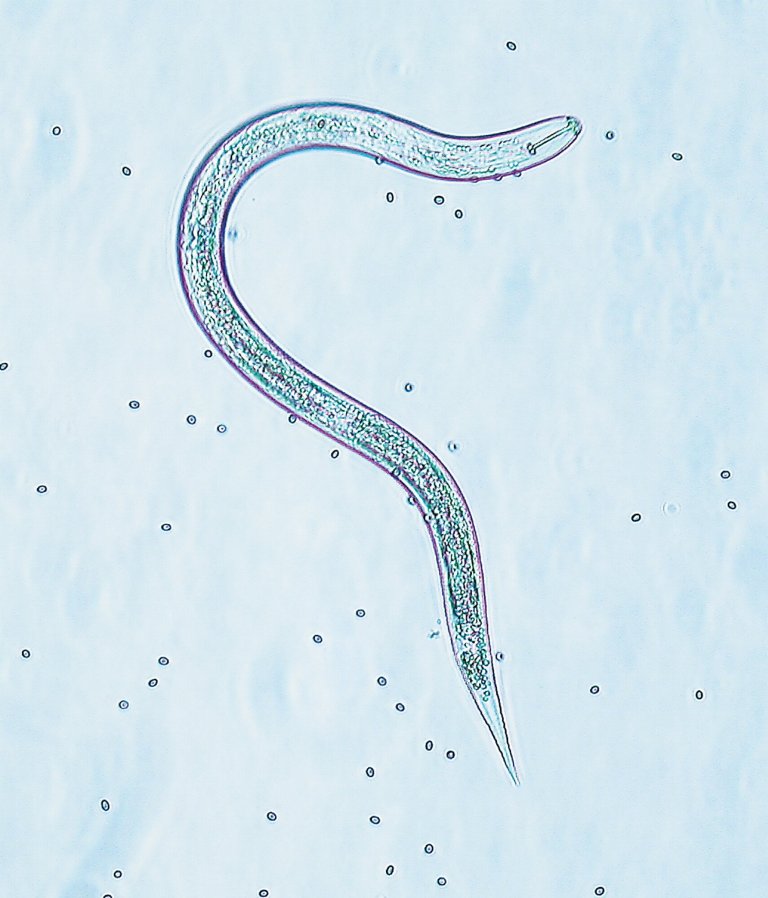 Cyster og larve av havrecystenematode. Foto: Erling Fløistad