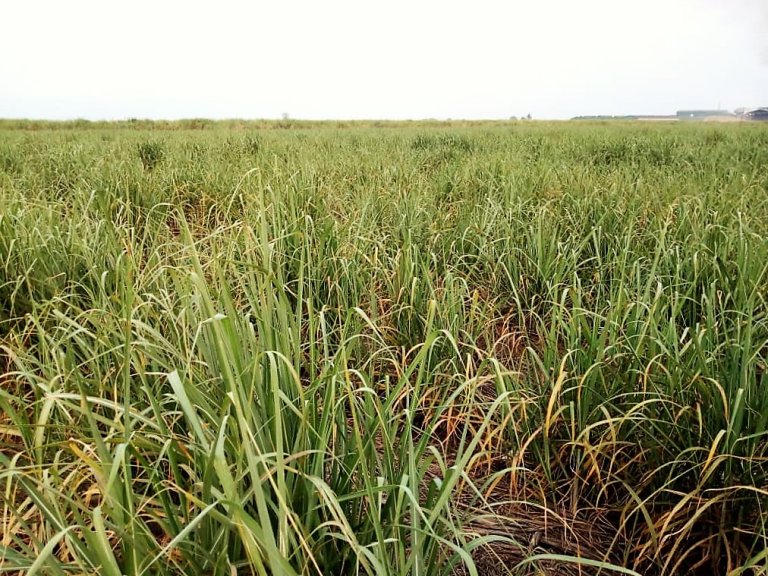 3-sukkerrør Malawi.jpg