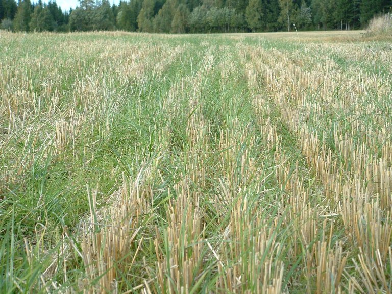 Fangvekster som raigras tar opp nitrogen etter at hovedveksten er høstet og reduserer dermed tap utenom vekstsesongen. Foto: Marianne Bechmann