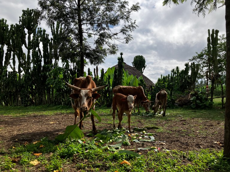 Livestock farming provides a livelihood for millions of people and significantly contributes to Ethiopia's economy and food security. Photo credit: An Notenbaert