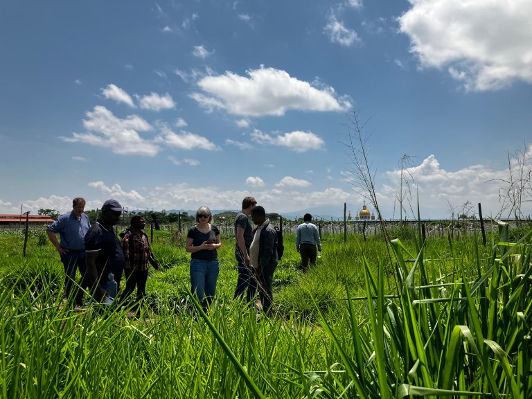 Growing forage crops can also help reduce soil erosion and improve soil quality over time through increased organic inputs to the soil. Photo credit: An Notenbaert