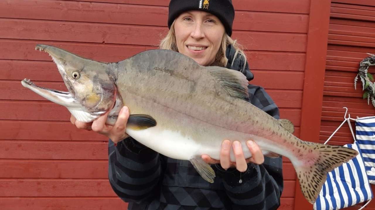 Etterlyser vevsprøver til forskning på pukkellaks - Nibio