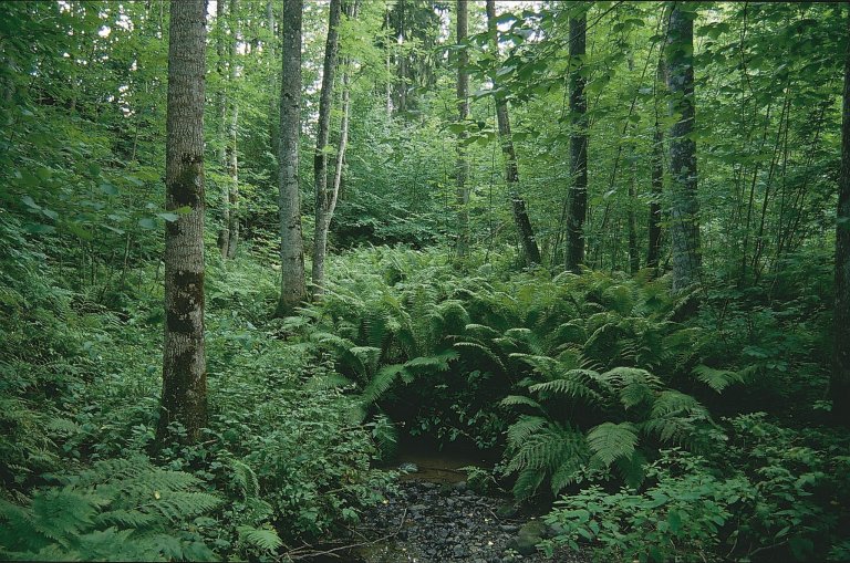 Ein større blanding av treslag kan kanskje bidra til å gi betre vekstvilkår, fordi ulike treslag har forskjellige krav til lys og andre faktorar. Foto: John Yngvar Larsson, NIBIO