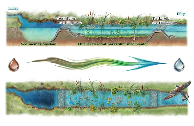 En effektiv fangdam består som regel av en sedimentasjonsdam ved innløpet, etterfulgt av ett eller flere beplantede våtmarksfilter. Illustrasjon: Oda Mamen