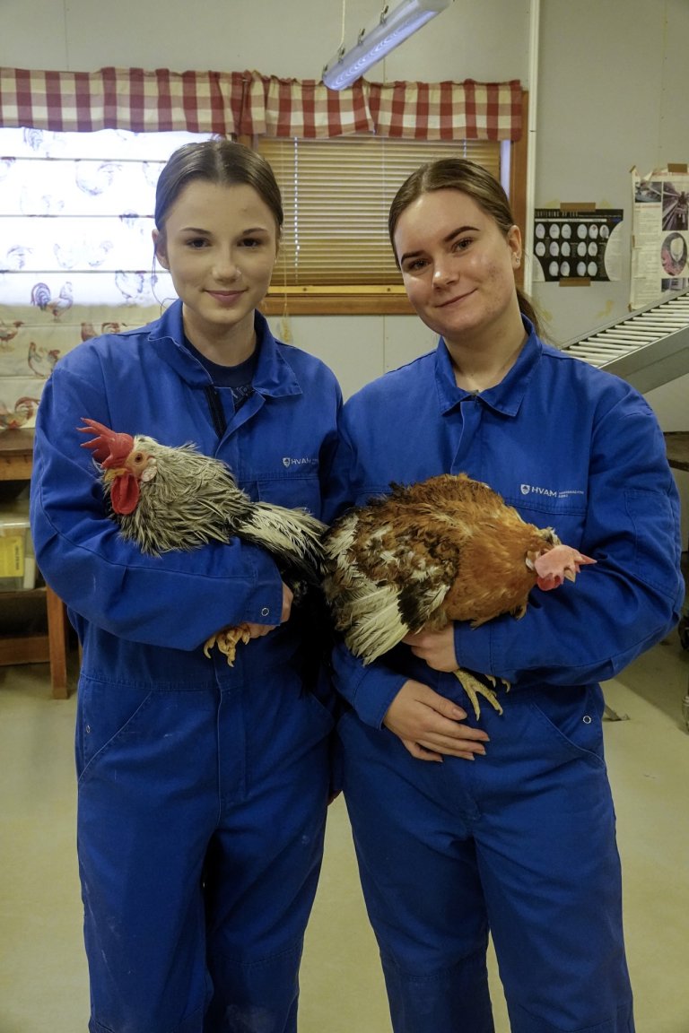 To elever fra naturbrukslinja på Hvam videregående skole viser fram hane og høne av islandshøns. Foto: Morten Günther/NIBIO