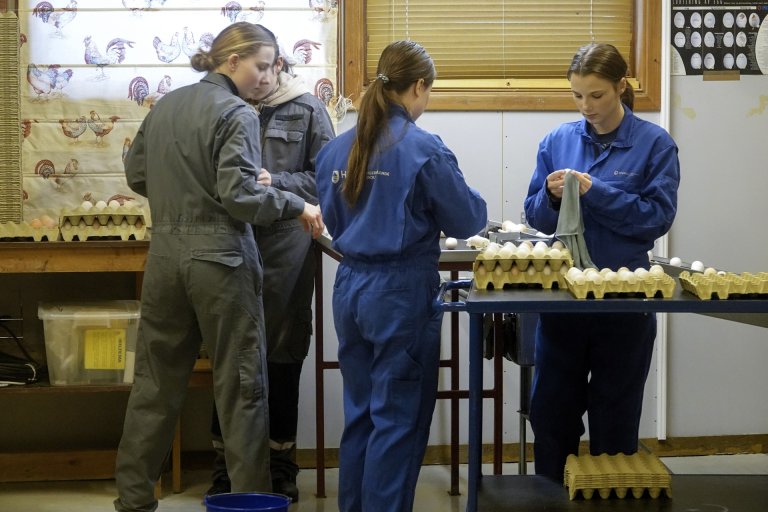 Genbanken er en viktig undervisningsarena ved Hvam videregående skole. Elevene er med på det daglige stellet og passer på at alle dyra er friske. Foto: Morten Günther/NIBIO