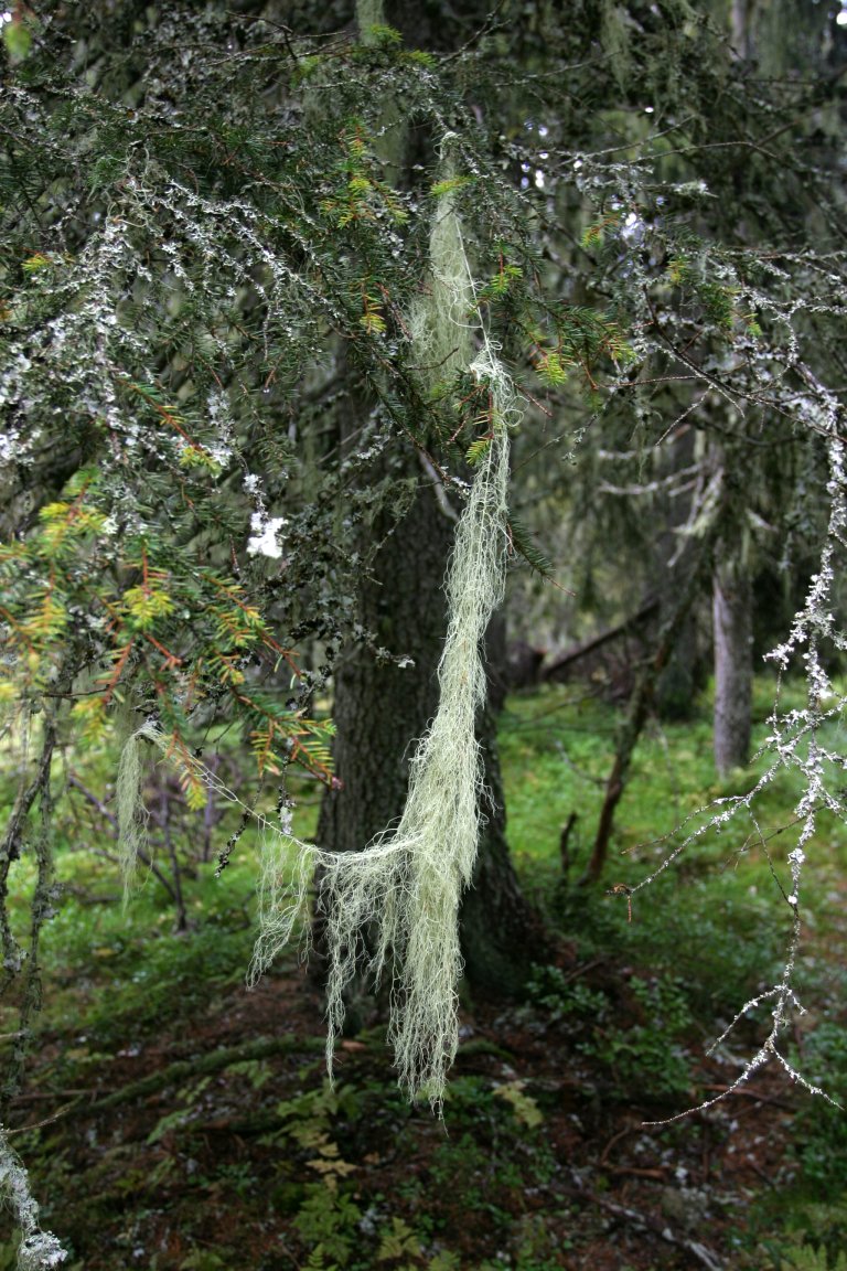 Gubbeskjegg-3 Foto John Yngvar Larsson - NIBIO.JPG