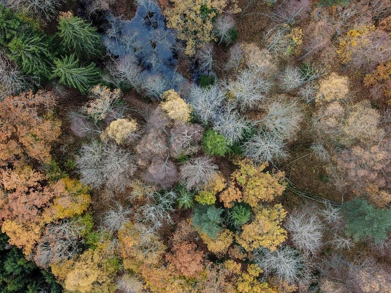 Drone Forest 1 - Image Credit Ragnar Våga Pedersen - NIBIO.jpg