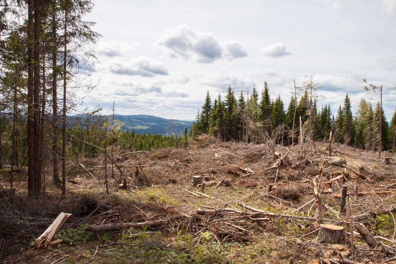 Flatehogst - Foto John Yngvar Larsson - NIBIO