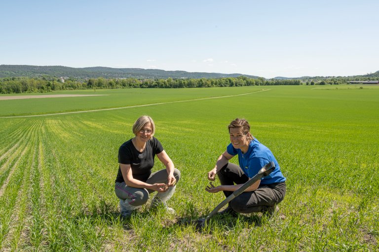 Marit Skuterud Vennatrø, NIBIO og Ingvild Evju, NLR Viken studerer røttene på vårhveteplanter med symptomer på nematodeskader. Foto: Erling Fløistad