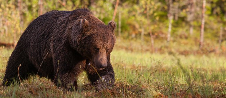 European-brown-bear.jpg